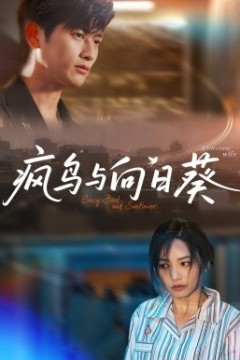 疯鸟与向日葵