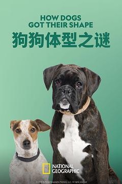 狗狗体型之谜