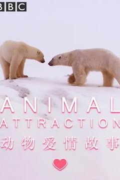 动物爱情故事