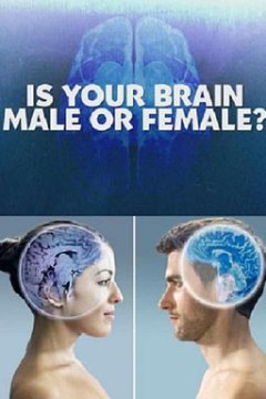 你的大脑是男性还是女性