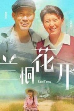 兰桐花开