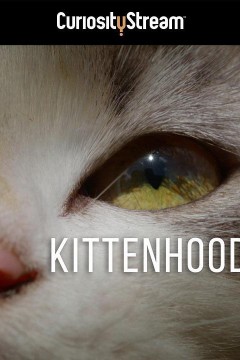 小猫时代