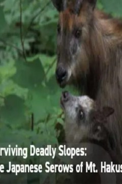 日本鬣羚生存日记