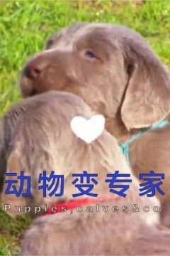 动物变专家