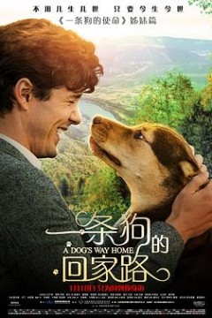 一条狗的回家路(国语版)