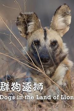群狗逐狮