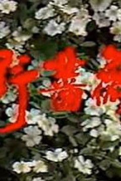 野蔷薇