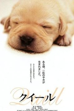 导盲犬小Q