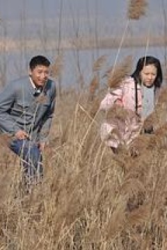 天鹅城之恋