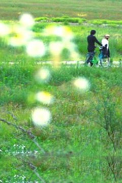 牵牛花